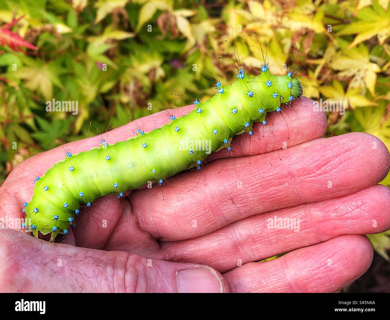 Giant Peacock moth caterpillar in the hand (Saturnia pyri) Stock Photo