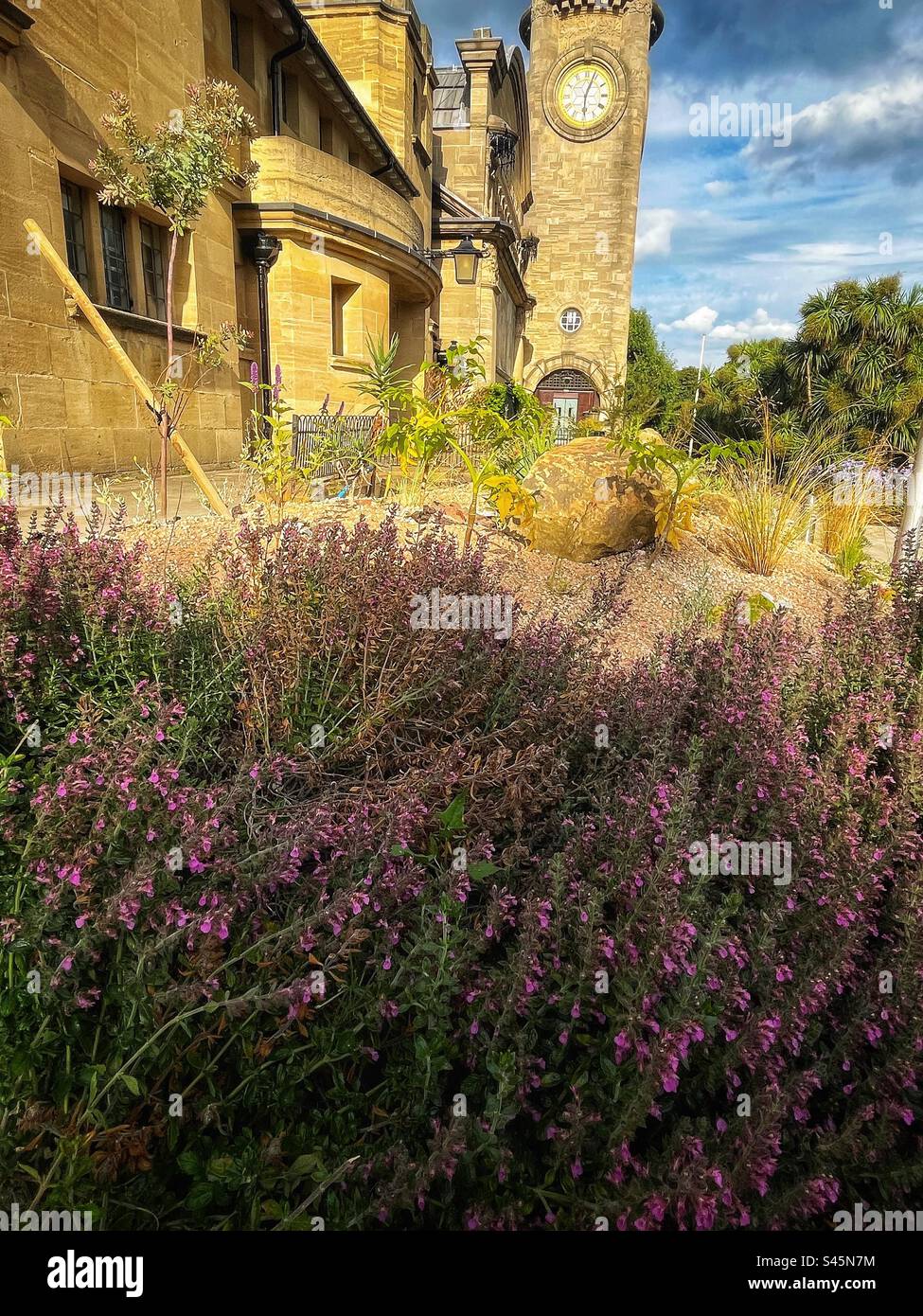 xerophytic (drought tolerant) plants at the entrance of Horniman Museum and Gardens near Clock Tower in London - Smartphone Captured Stock Image