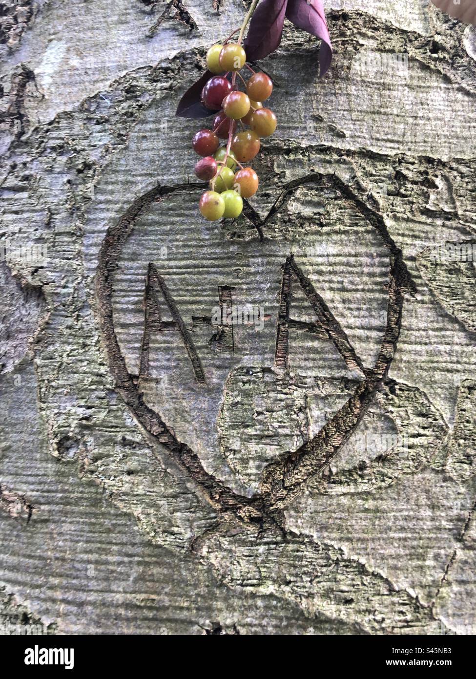 A heart and initials carved into a tree. Stock Photo