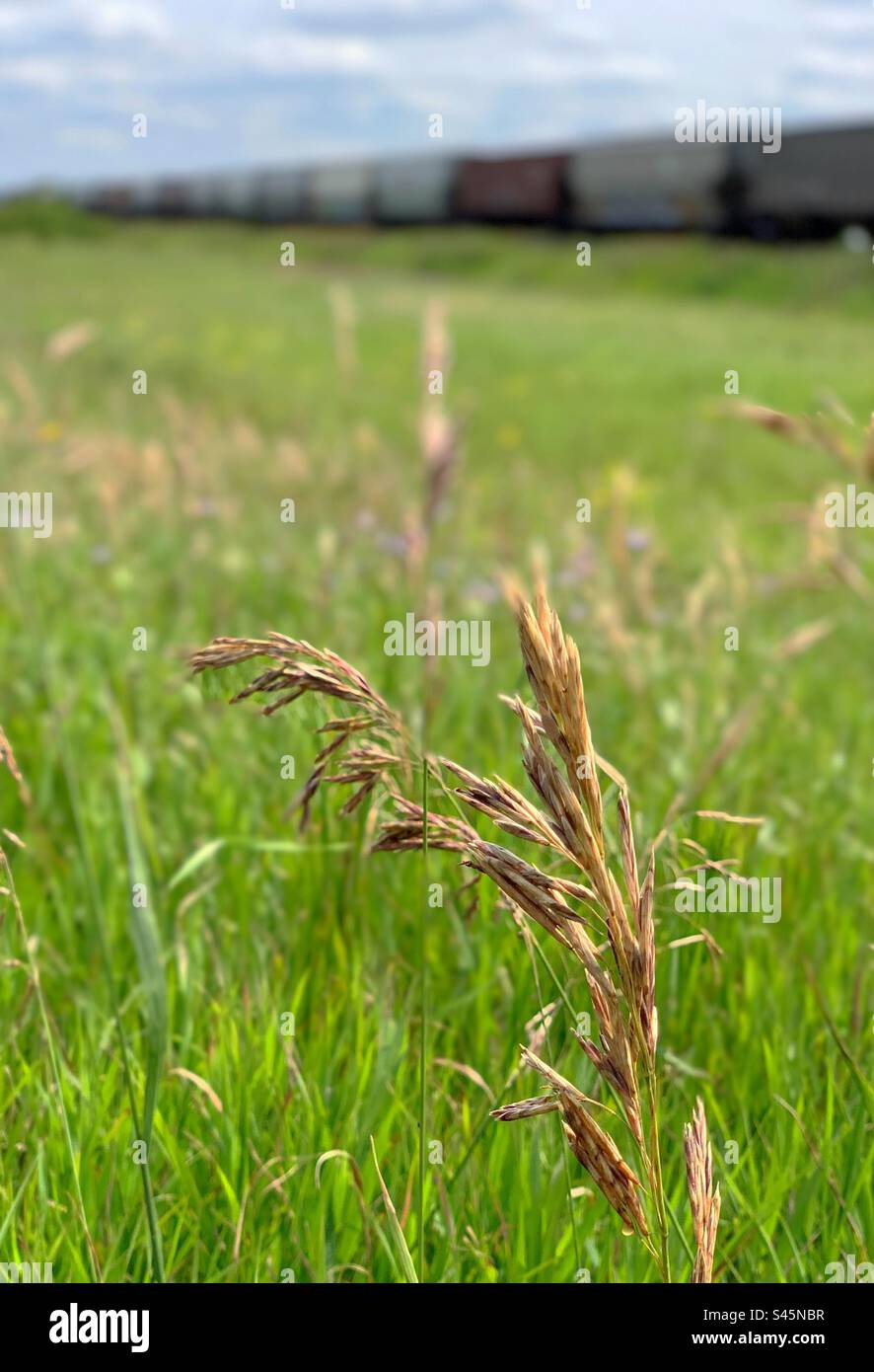 Prairie grass with train in the background - Smartphone Captured Stock Image