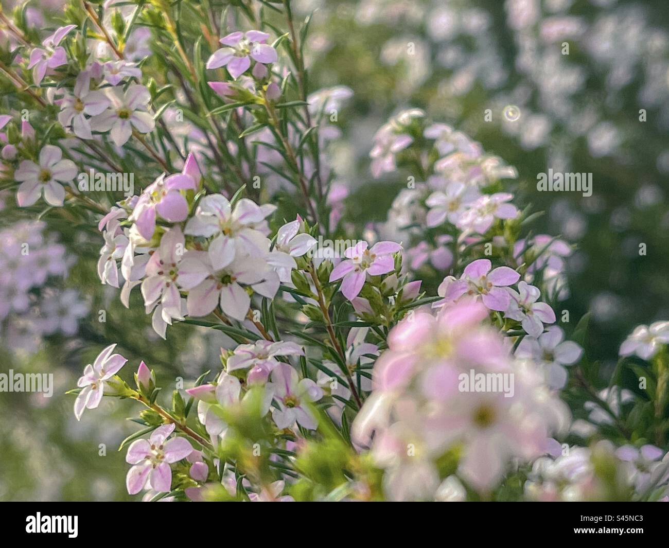 Close-up of flowers of Coleonema pulchellum or pink diosma. Selective focus. Stock Photo