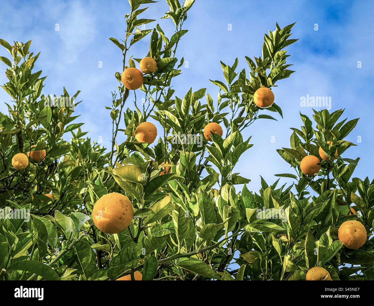 Low angle view of citrus fruit tree, Citrus x aurantium aka bitter orange on sunny winter’s day against cloudy blue sky. Stock Photo