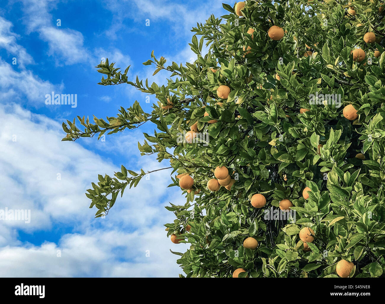 Low angle view of citrus fruit tree, Citrus x aurantium aka bitter orange on a sunny winter’s day against blue sky and clouds. Stock Photo