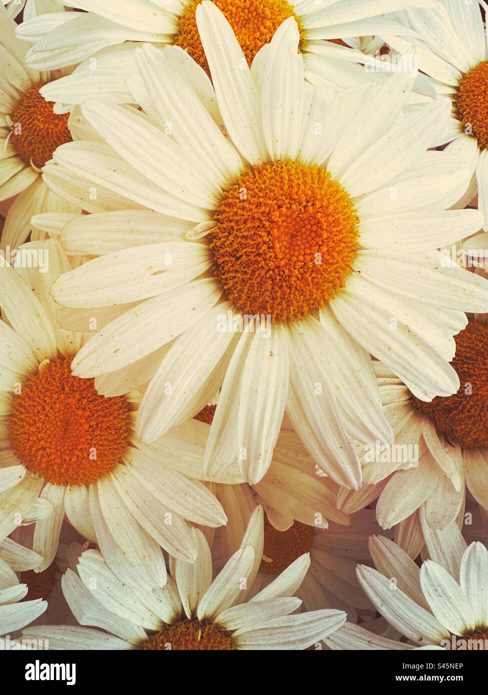 Large daisy type flowers Stock Photo - Alamy