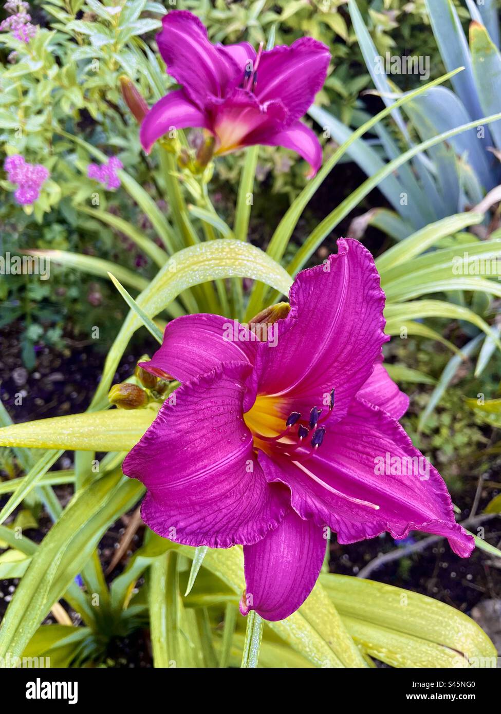 Red day lily - Smartphone Captured Stock Image