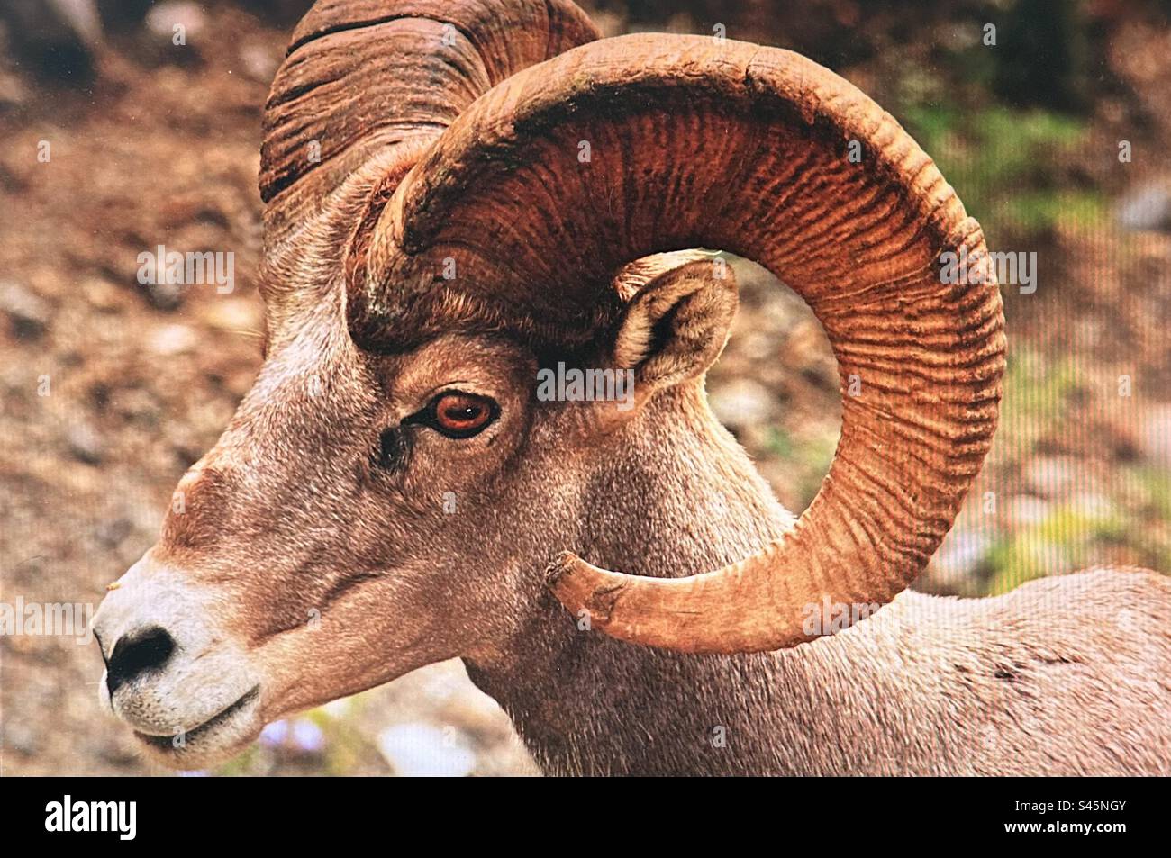 Rocky Mountain Bighorn Sheep, wildlife, Alberta, Canada, Kananaskis Country, Peter Lougheed Provincial Park - Smartphone Captured Stock Image