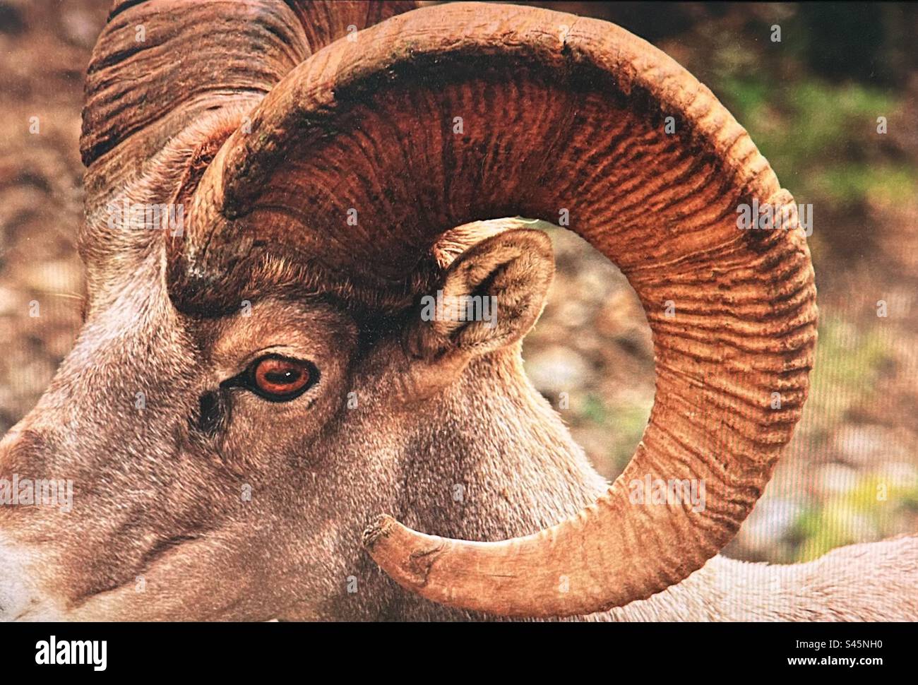 Rocky Mountain Bighorn Sheep, ram, wildlife, Alberta, Canada, Kananaskis Country, Peter Lougheed Provincial Park - Smartphone Captured Stock Image