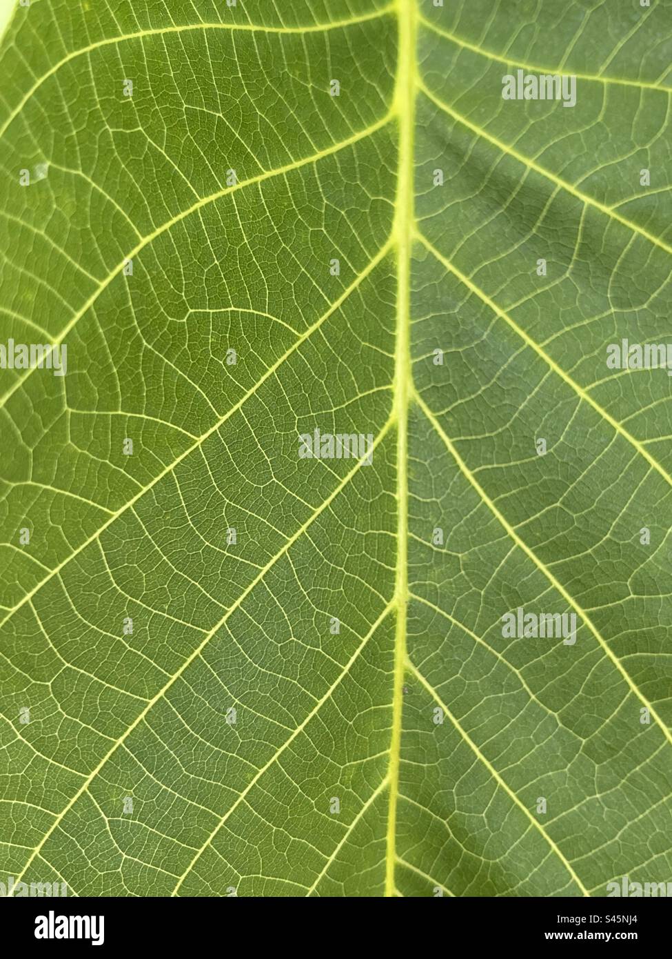 Green leaf pattern - Smartphone Captured Stock Image