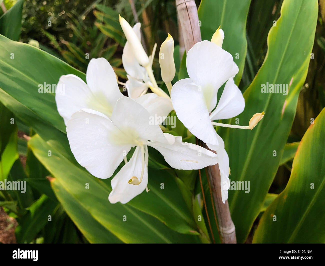 Ginger lily (Hedychium) in a Ponte Vedra Beach, Florida garden in July. Stock Photo