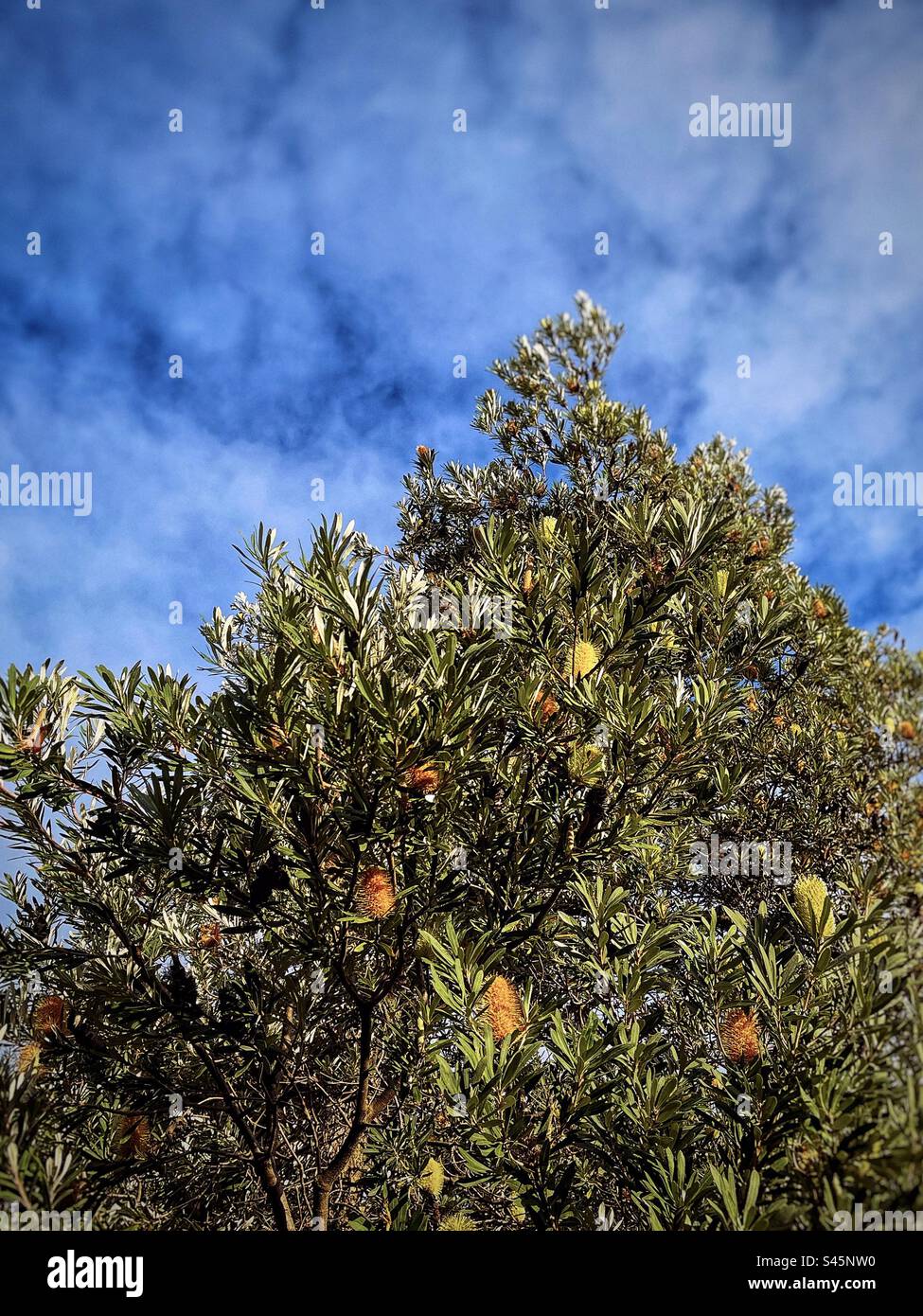 Low angle view of Banksia integrifolia or the coast banksia tree with yellow flowers on a sunny winter’s day against cloudy blue sky. Australian native bush flora. Stock Photo