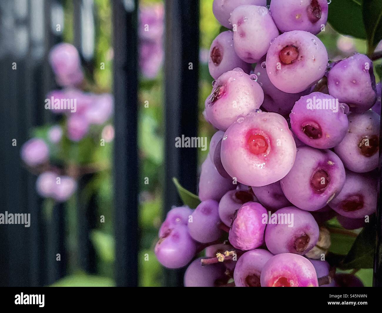 Close-up of rain droplets on lilly pilly berries of Syzygium shrub, a native of the Australian rainforest, growing through metal fence. Edible berries. Traditional bush tucker. Focus on foreground. - Smartphone Captured Stock Image