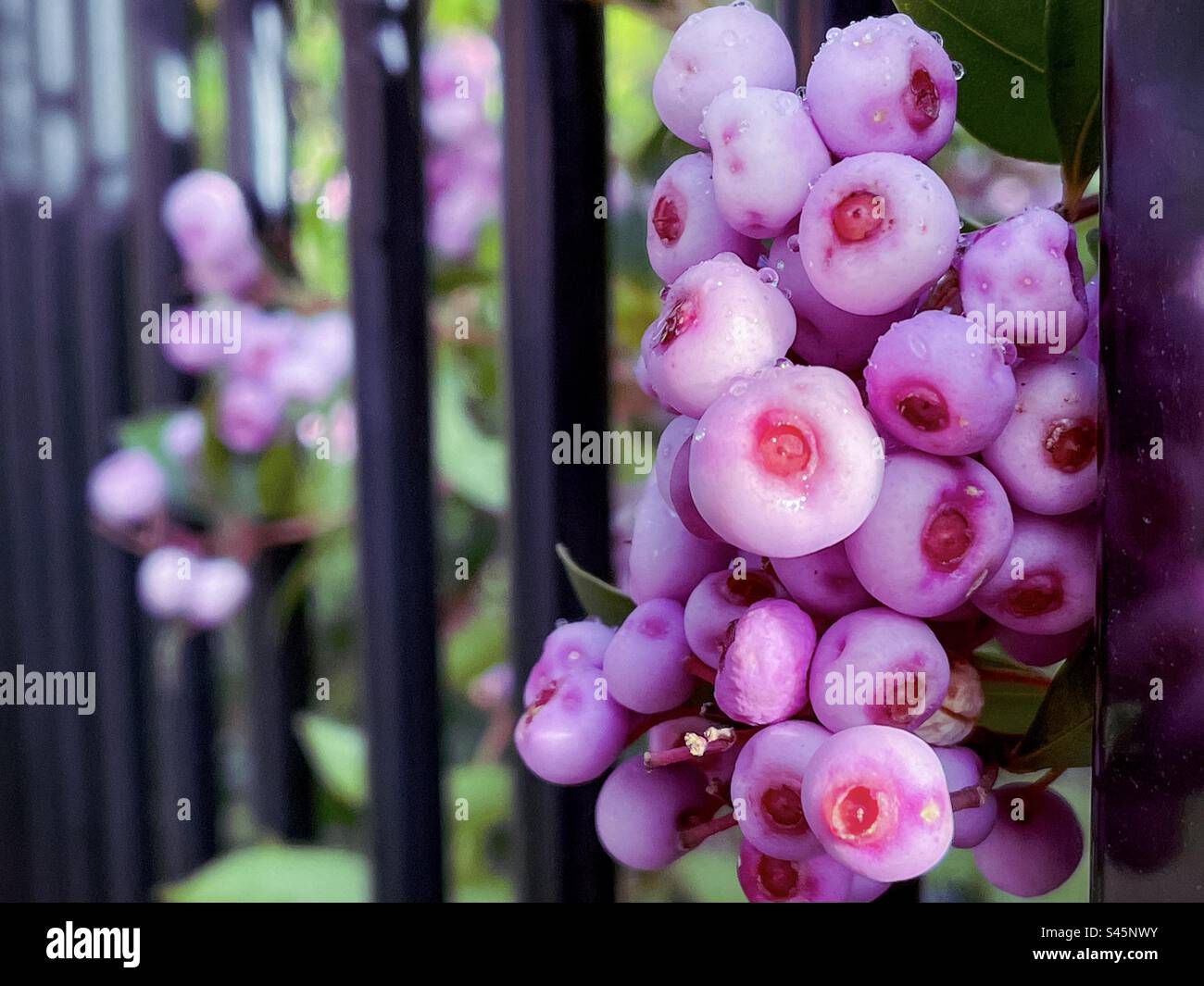 Closeup of rain droplets on lilly pilly berries of Syzygium shrub, a
