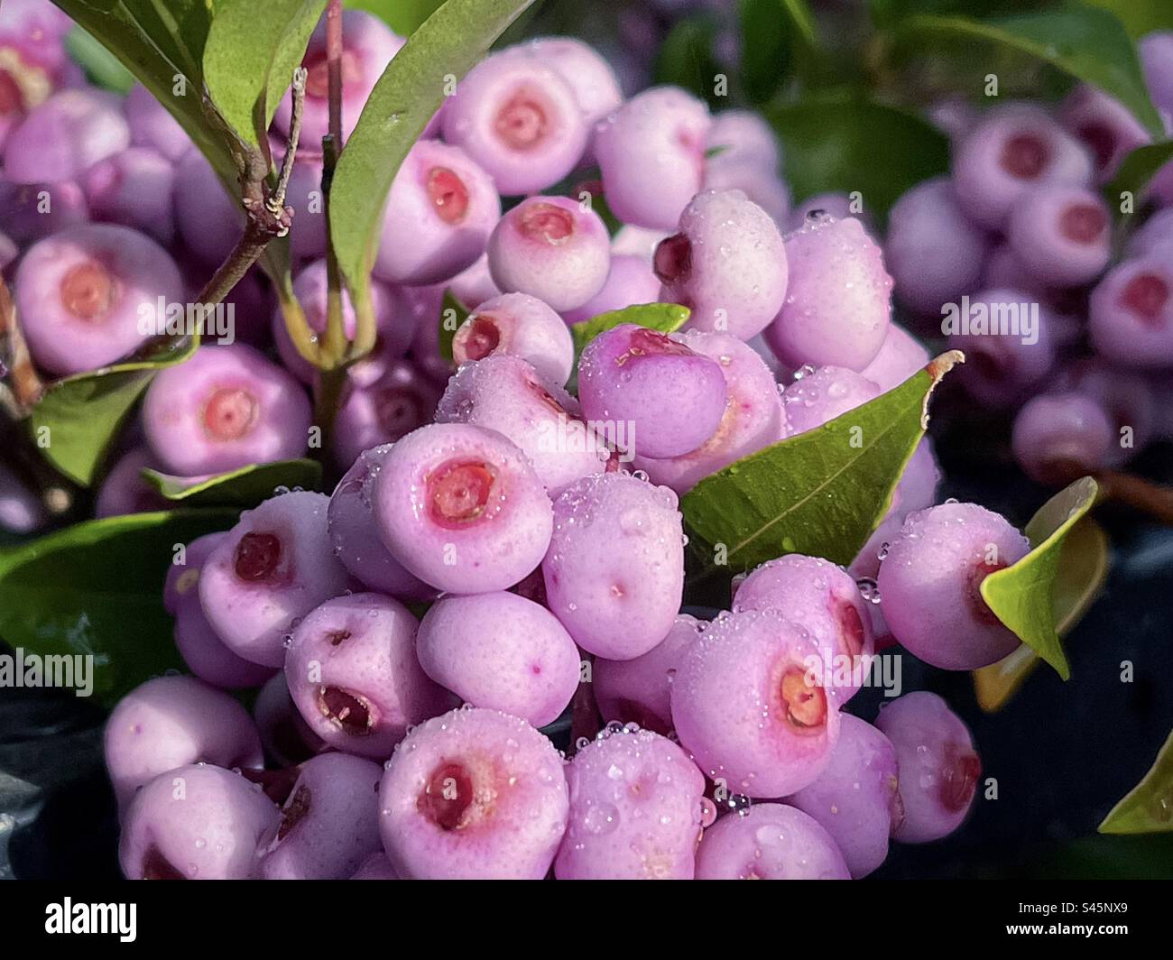 Closeup of rain droplets on maroon Lilly pilly berries of Syzygium