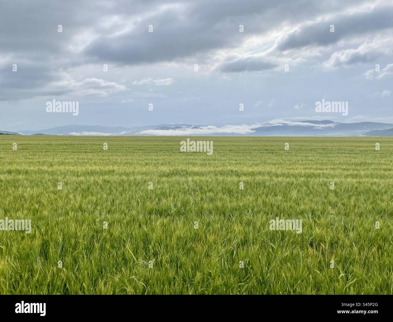Barley - Smartphone Captured Stock Image