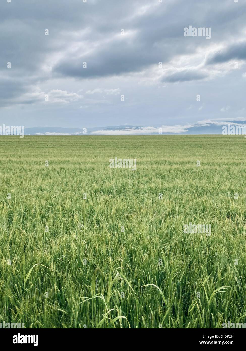 Spring storm - Smartphone Captured Stock Image