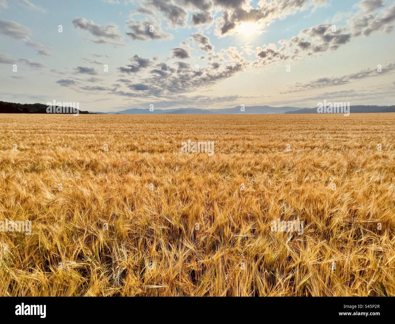 Summer field - Smartphone Captured Stock Image