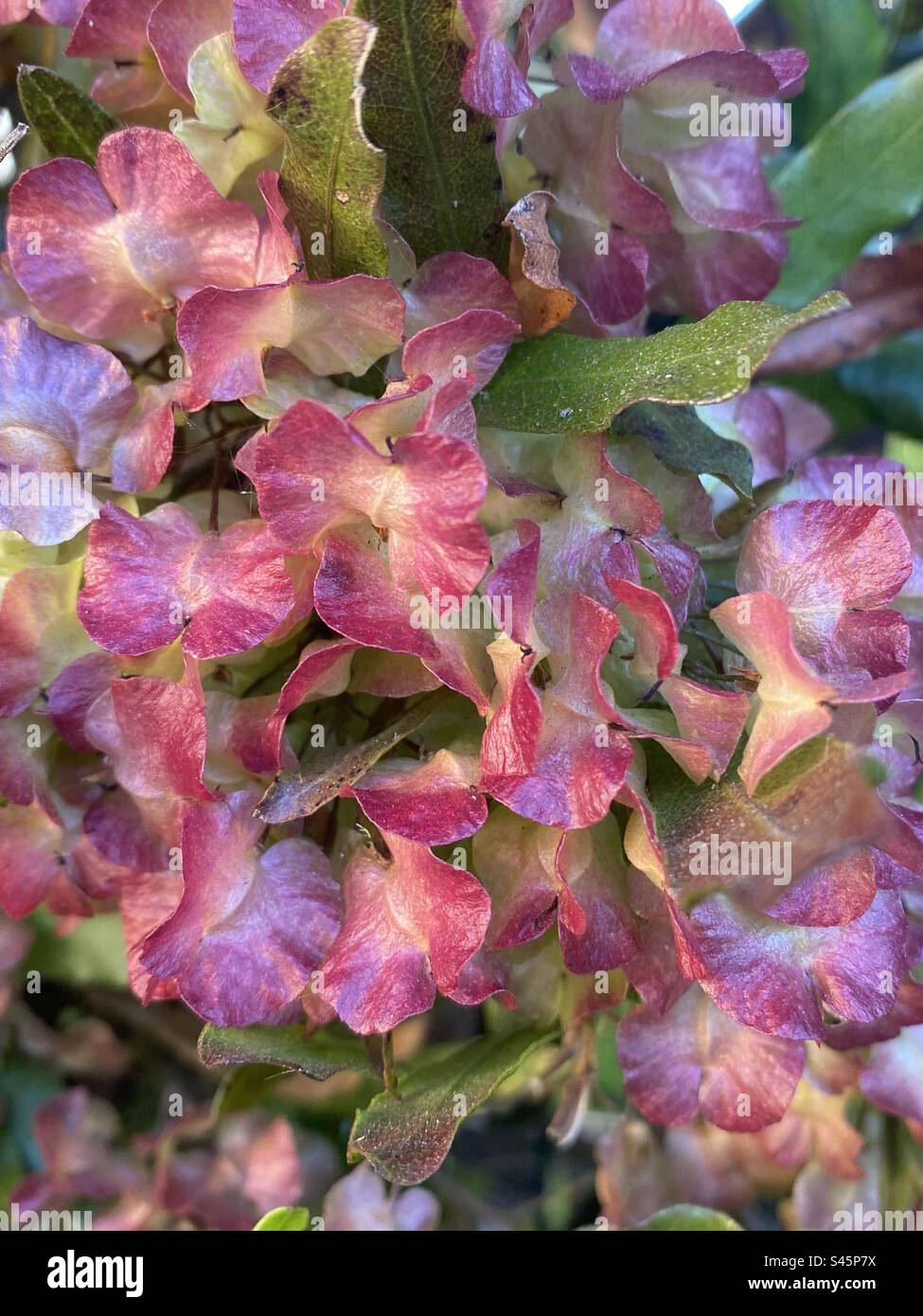 Hydrangeas pink Stock Photo