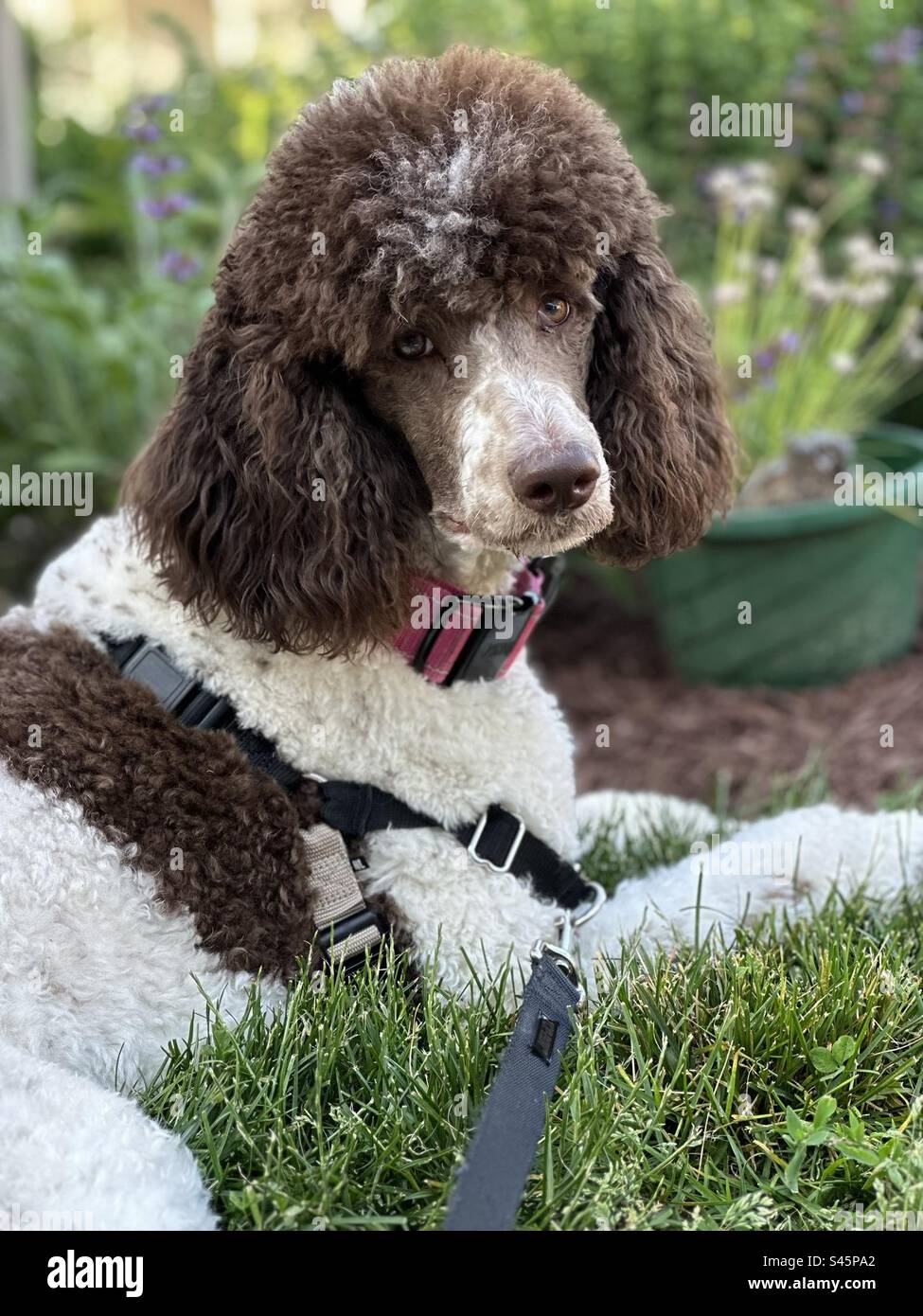 Beautiful brown parti standard poodle Stock Photo Alamy