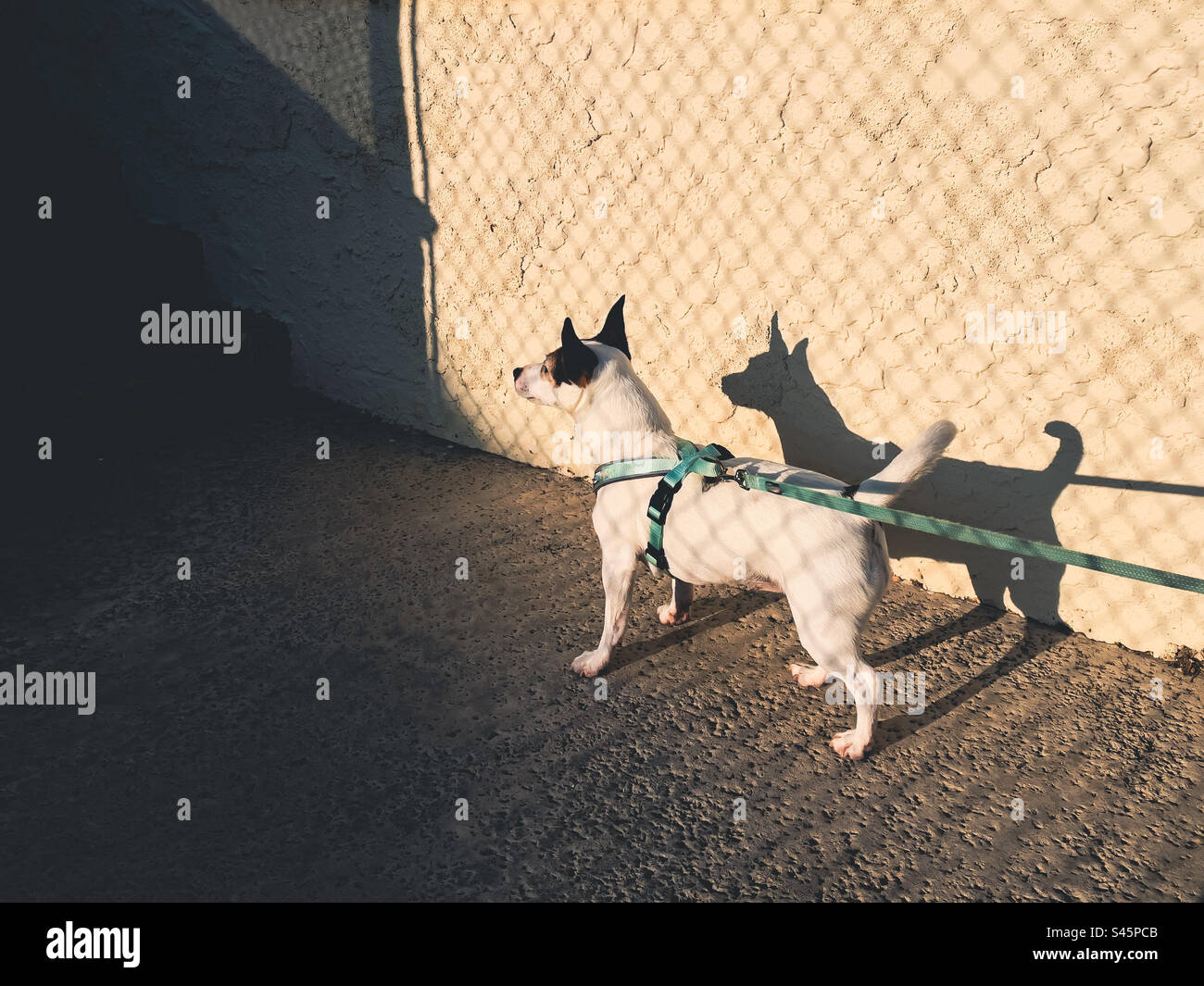 Small dog on leash standing with her shadow reflecting on a white wall next to her, over imposed by the shadow of a chain link fence. Stock Photo