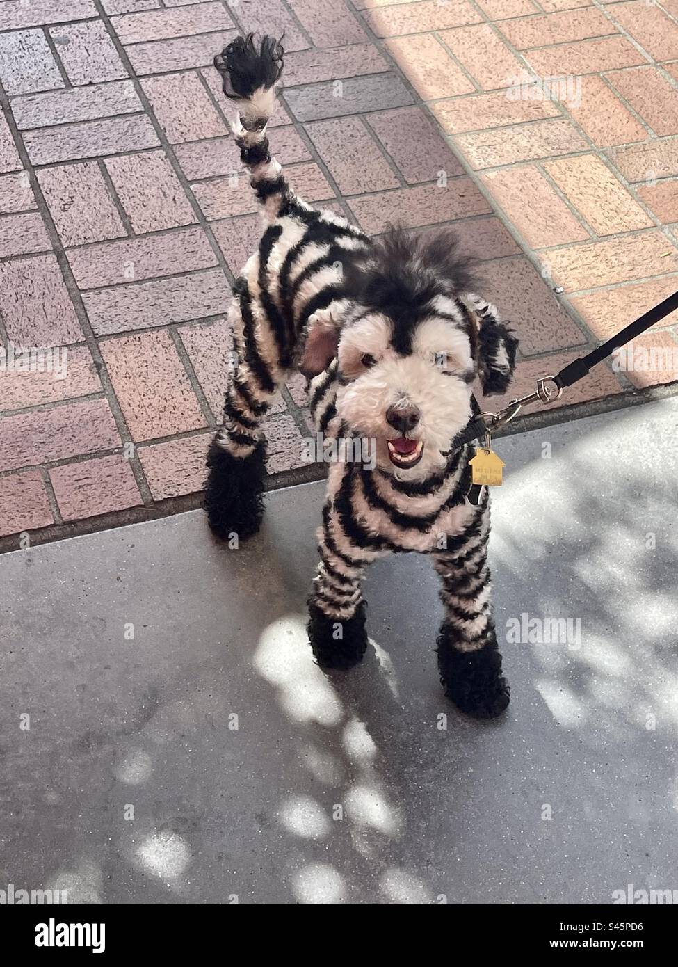 Poodle named Buddy cosplaying as a Zebra during Comic Con Convention 2023 on preview night held on July 19, 2023. - Smartphone Captured Stock Image