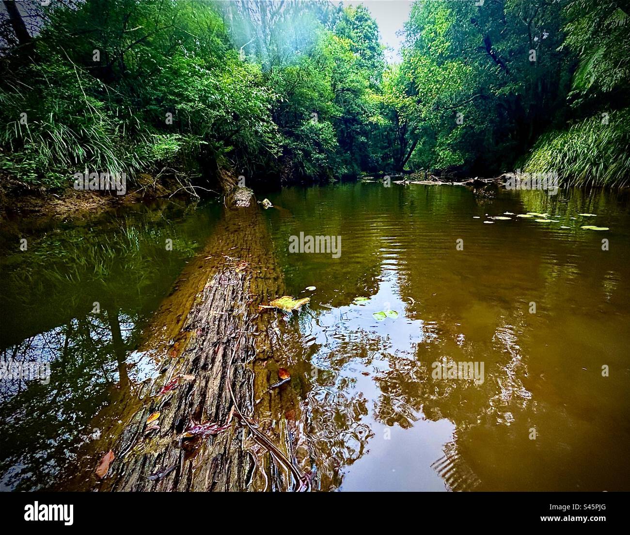 Submerged tree trunk in river Stock Photo Alamy