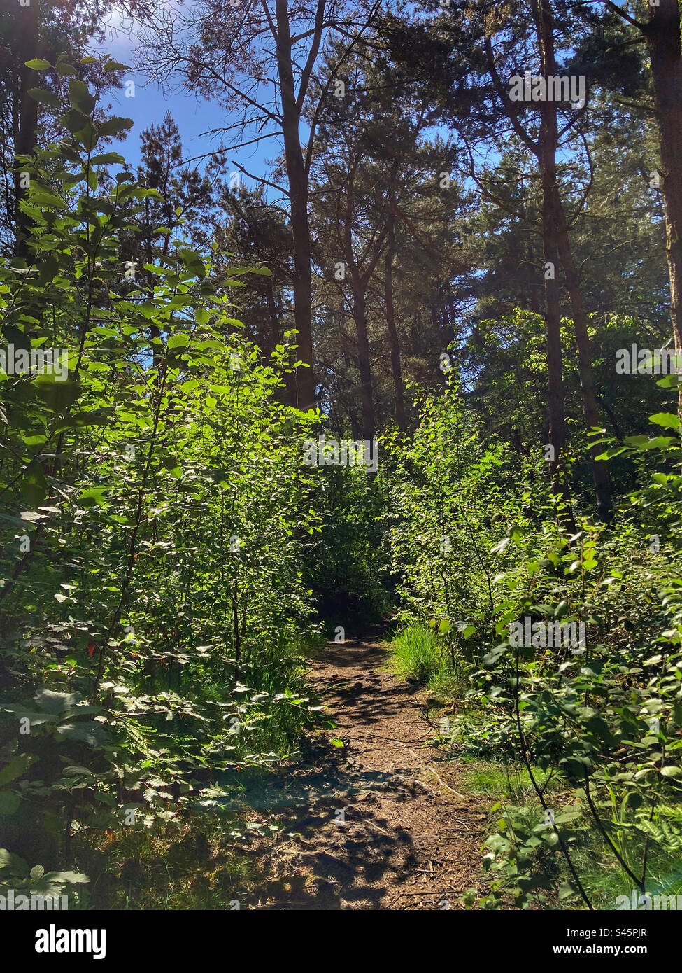 Single track trail in the woods on The Chevin Otley West Yorkshire - Smartphone Captured Stock Image