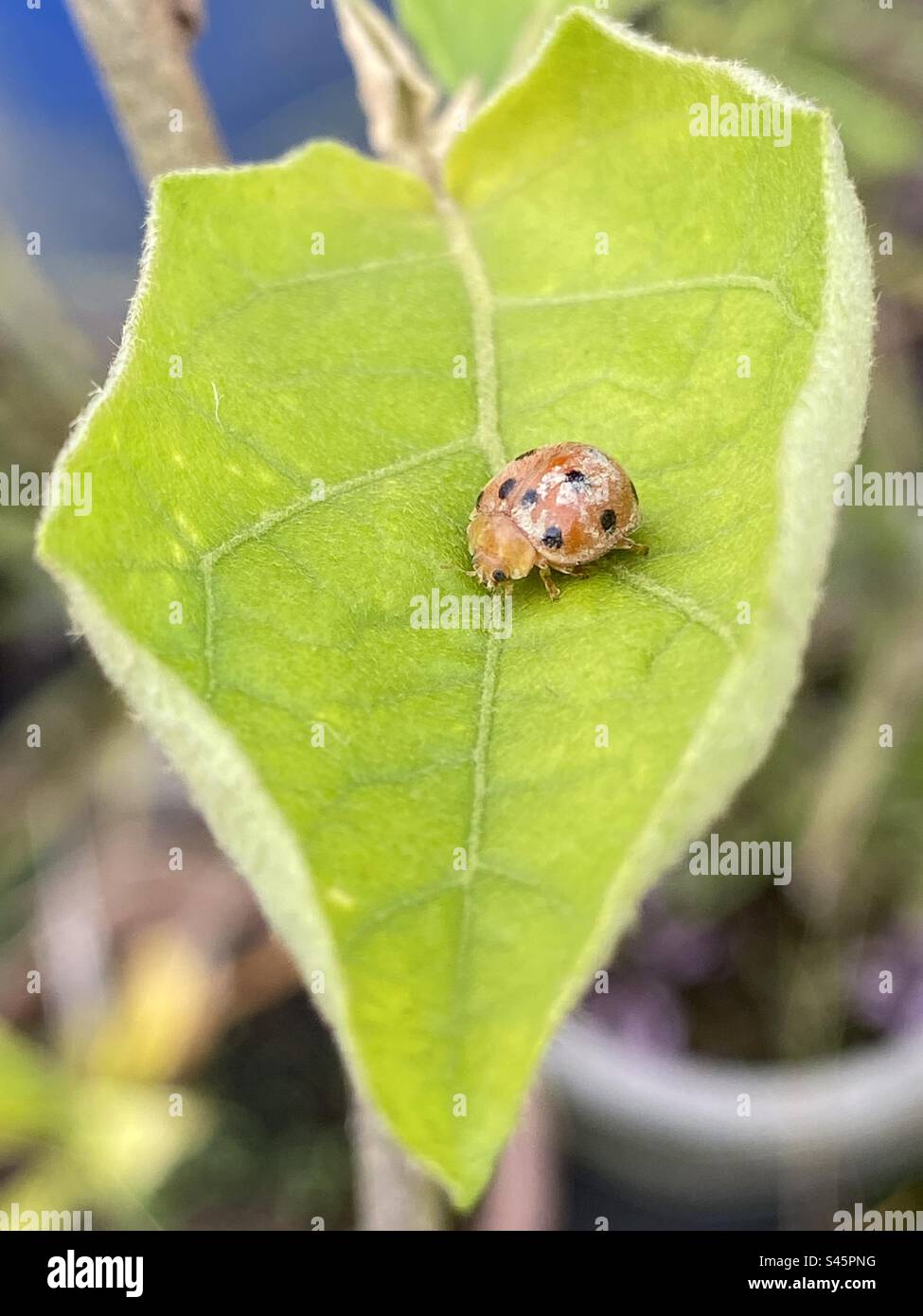Outdoors photography of the little ladybug’s on the green leaf. Stock Photo