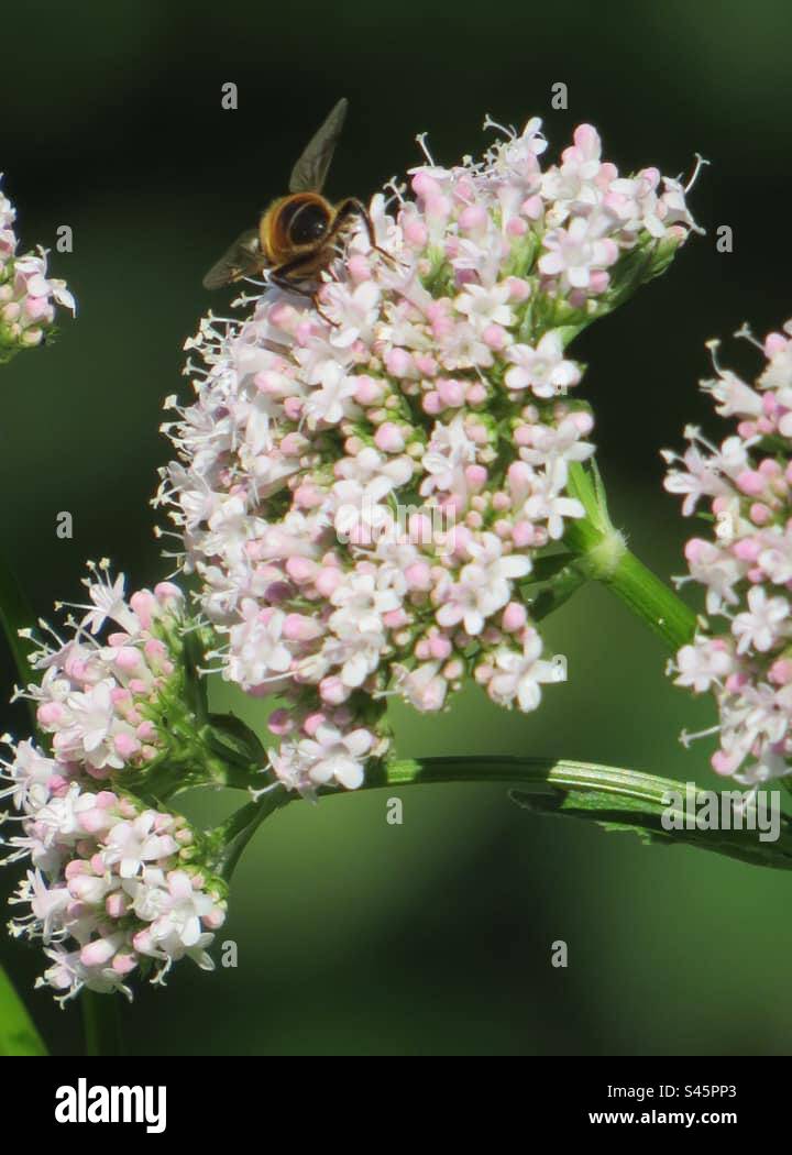 Bee on Chervil Stock Photo