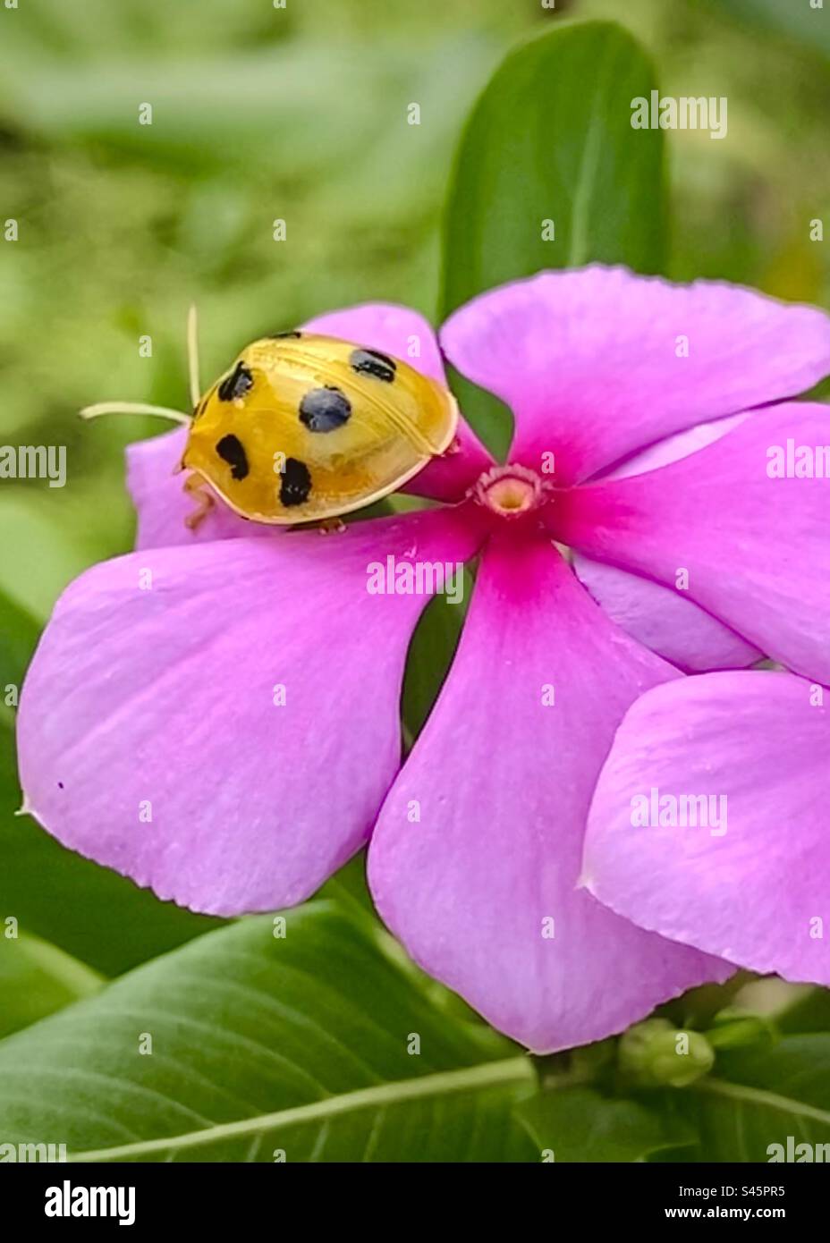 Outdoors photography of the little ladybug’s on the pink flower. Stock Photo
