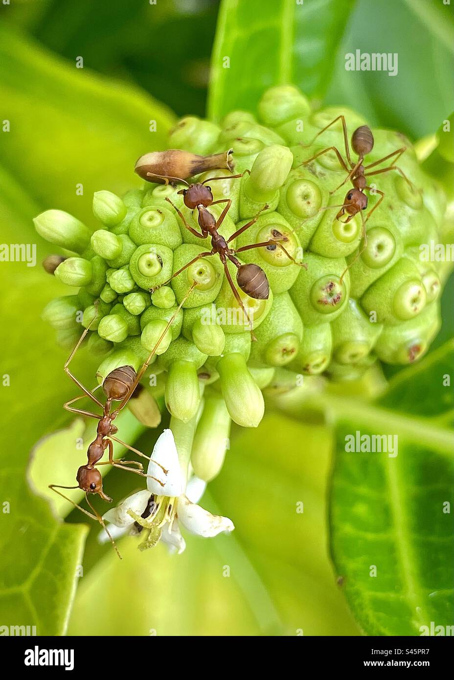 Outdoors photography of the ants is on the wild fruit photoshoot. Stock Photo