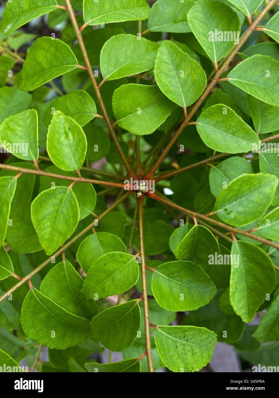 Outdoors photography of the curry’s leaves photoshoot Stock Photo