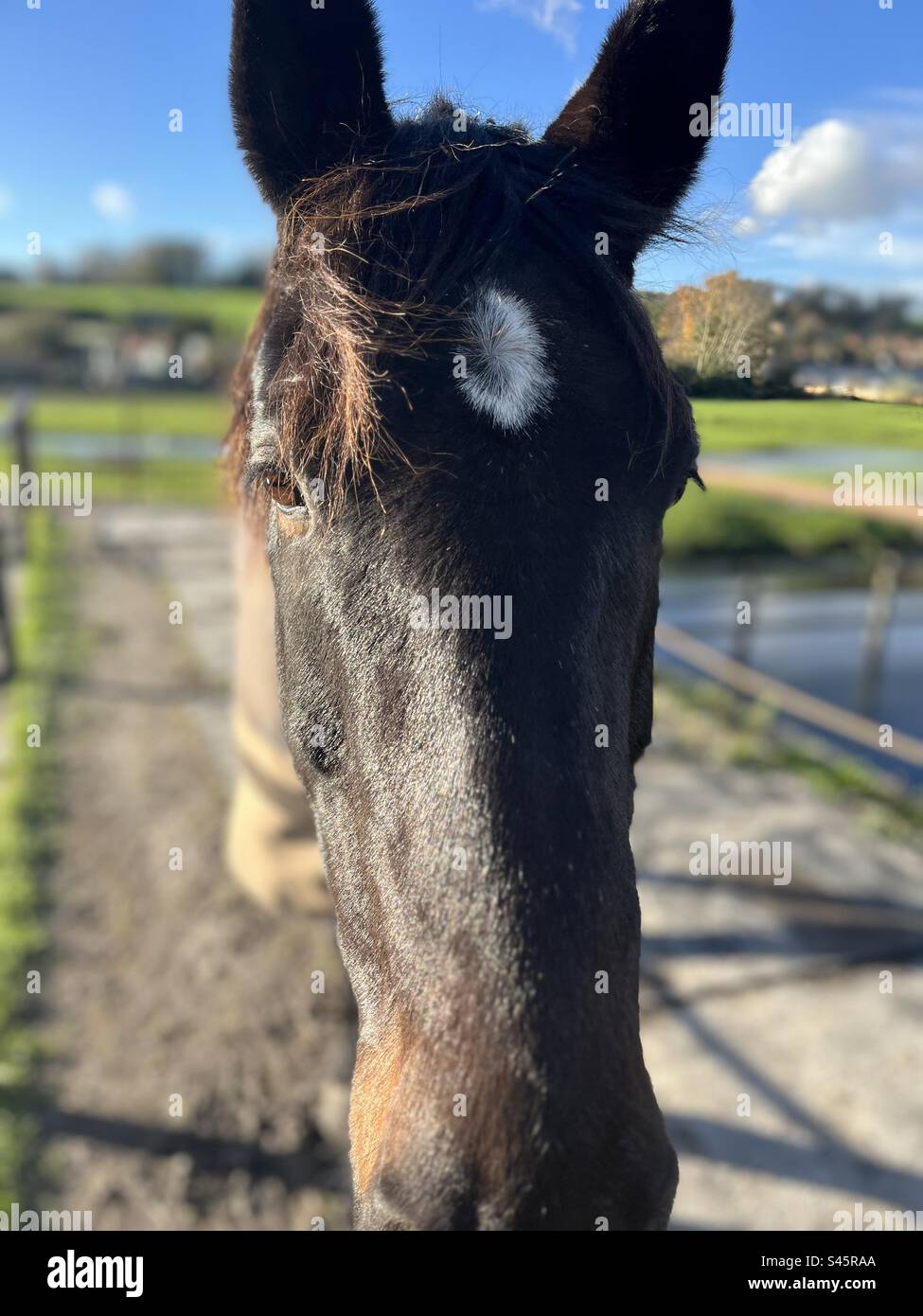 Bay horse shiny Stock Photo - Alamy