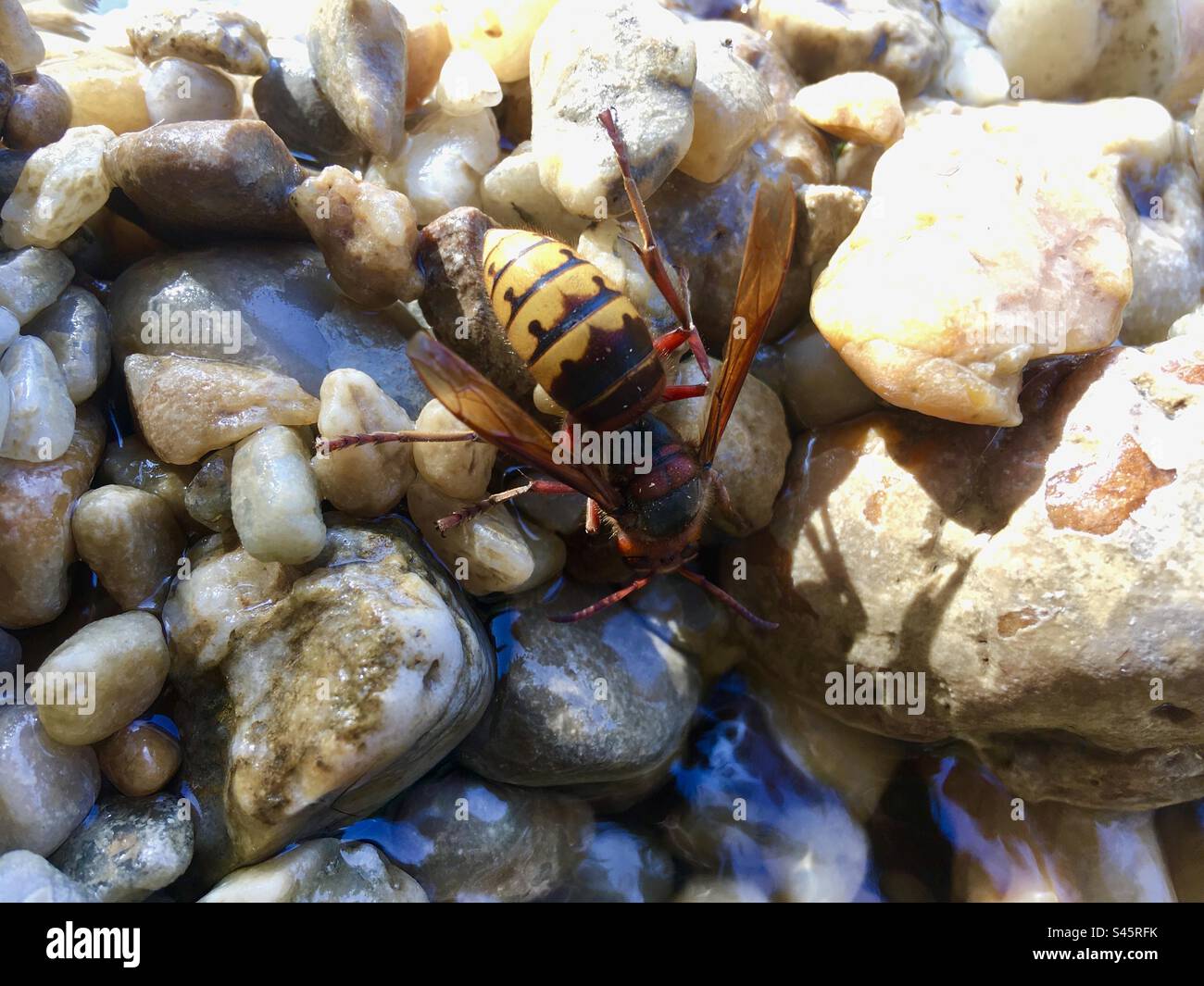 European hornet (Vespa crabro) drinking while sitting on pebbles - Smartphone Captured Stock Image