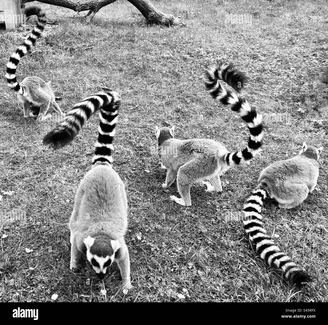 Ring-tailed lemur (Lemur catta) in captivity zoo eating grass - Smartphone Captured Stock Image