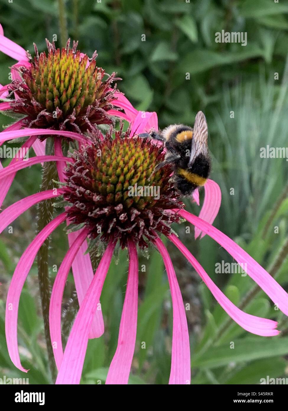 Bumblebee on echinacea flower - Smartphone Captured Stock Image