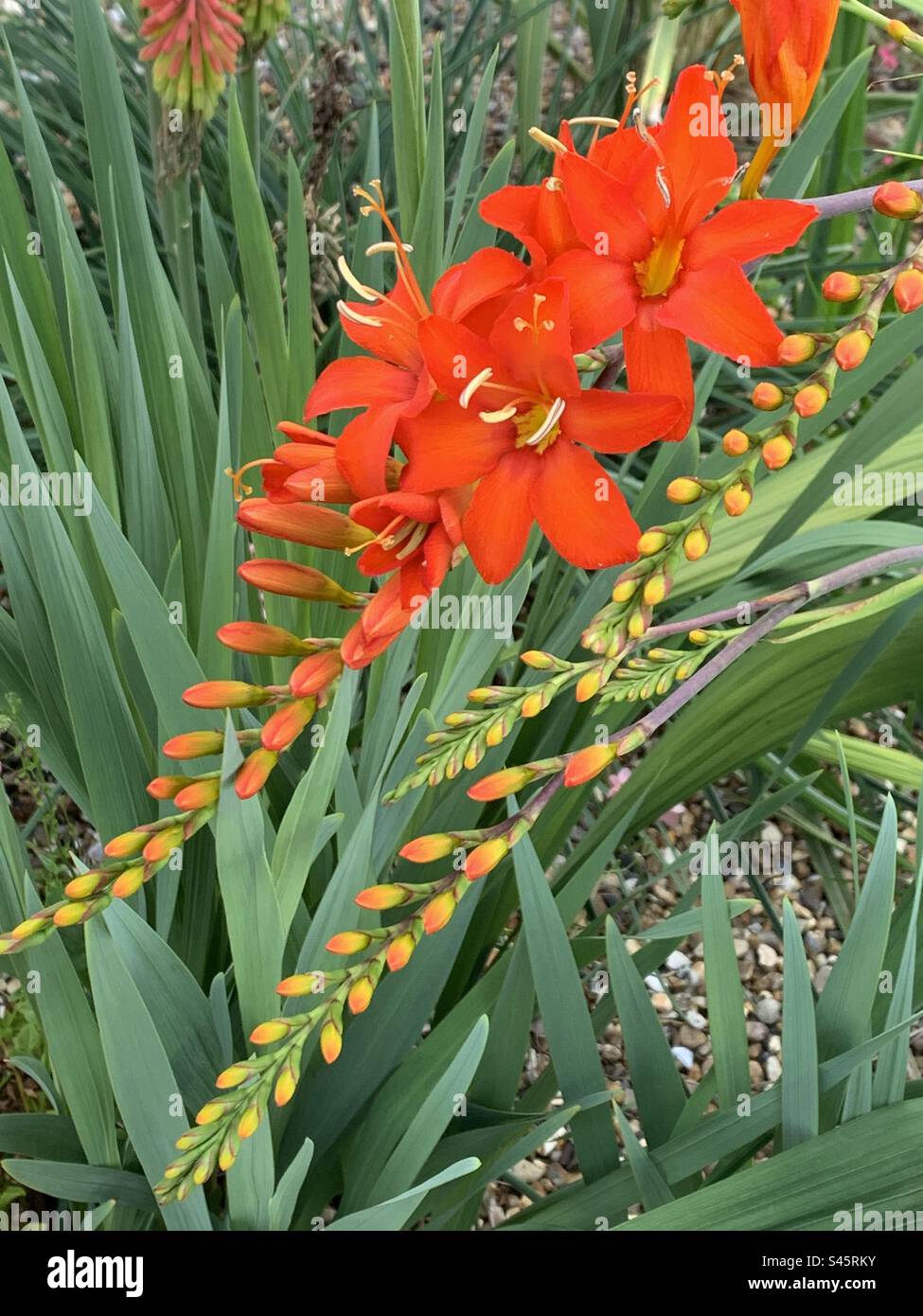 Tropical red flower crocosmia - Smartphone Captured Stock Image
