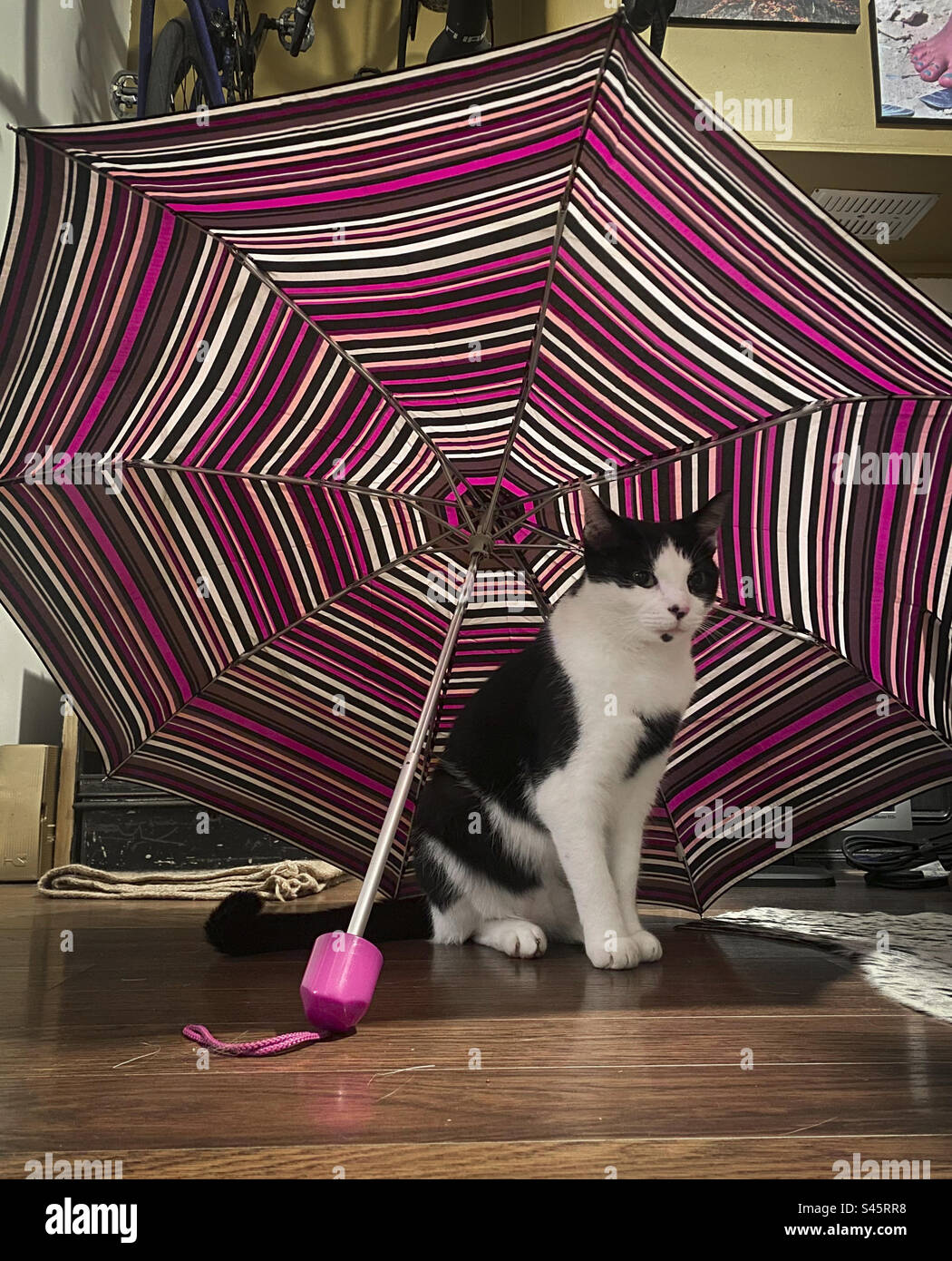 A black and white cat sits under an umbrella indoors - Smartphone Captured Stock Image
