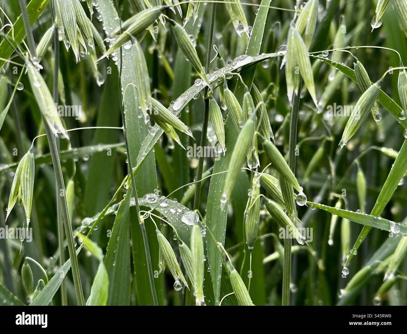 Unripe oat field - Smartphone Captured Stock Image