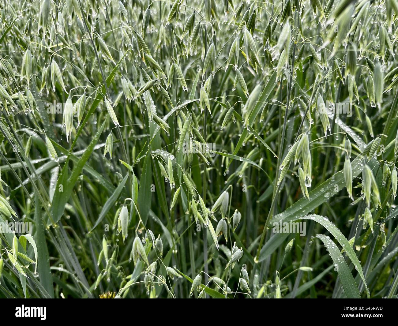 Unripe oat field - Smartphone Captured Stock Image