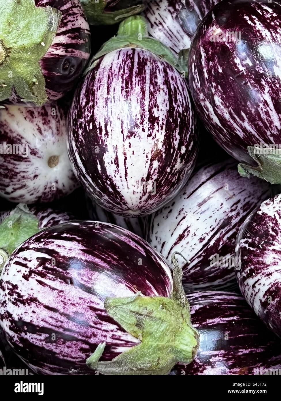 Rounded Aubergine with purple and white skin - Smartphone Captured Stock Image