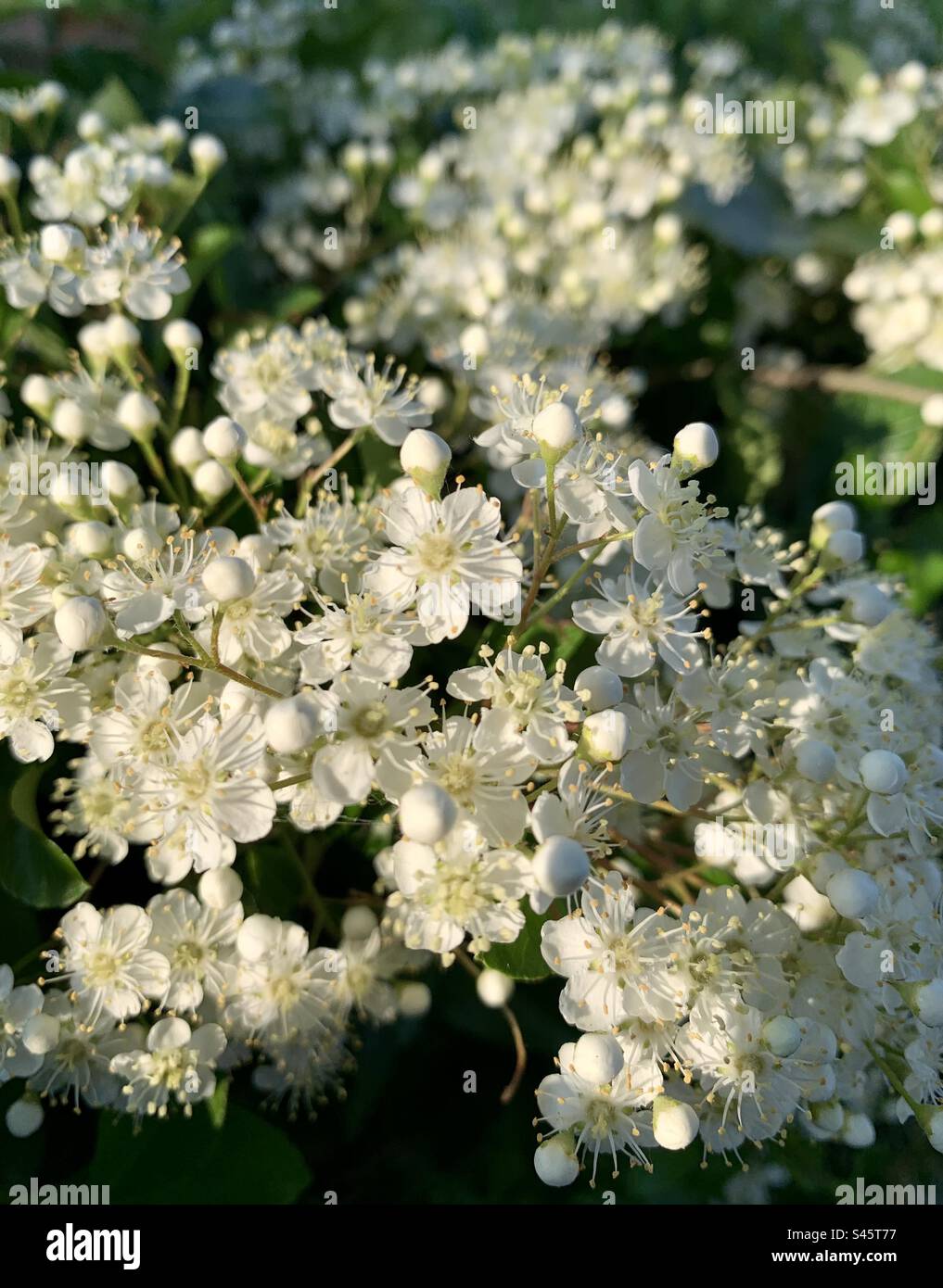 Close up of white blossom on borkhausenia intermedia plant - Smartphone Captured Stock Image