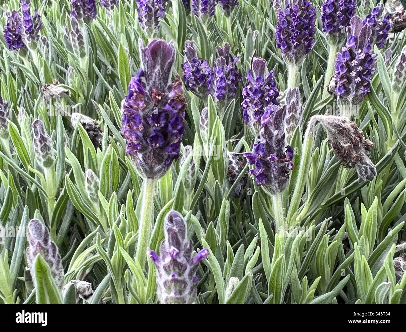 A sea of Lavender  with purple full bloom flower heads - Smartphone Captured Stock Image
