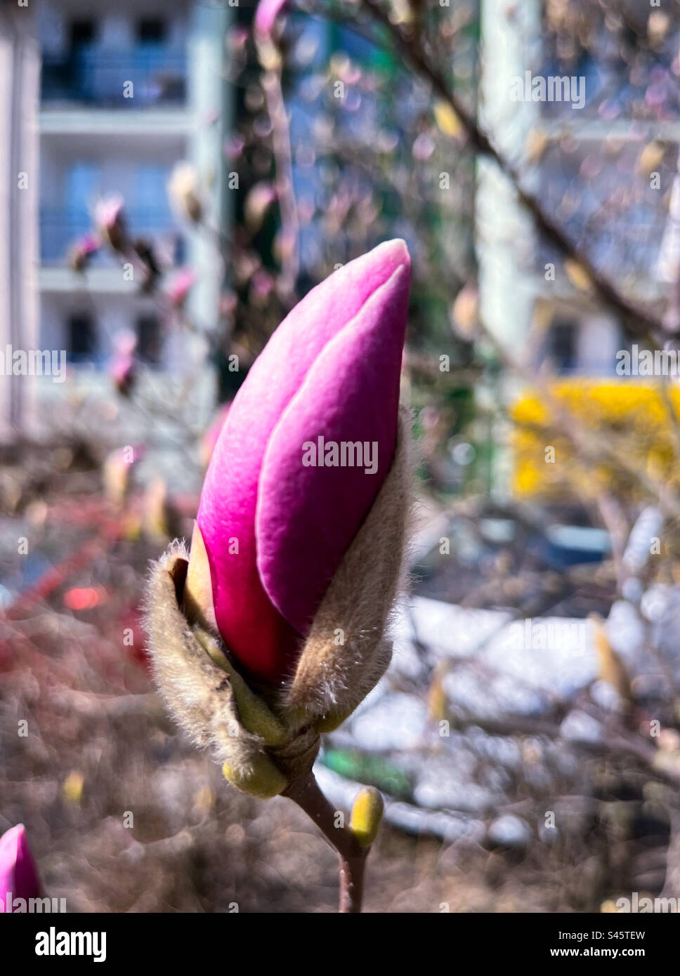 Magnólia - Smartphone Captured Stock Image