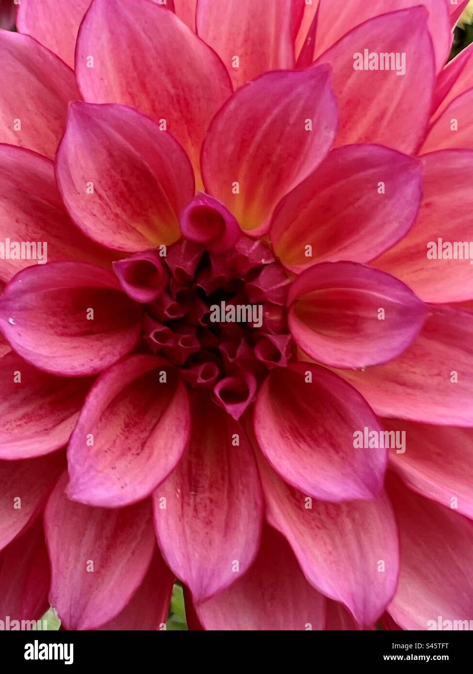 Macro - Close-up  of Pink dahlia - Smartphone Captured Stock Image