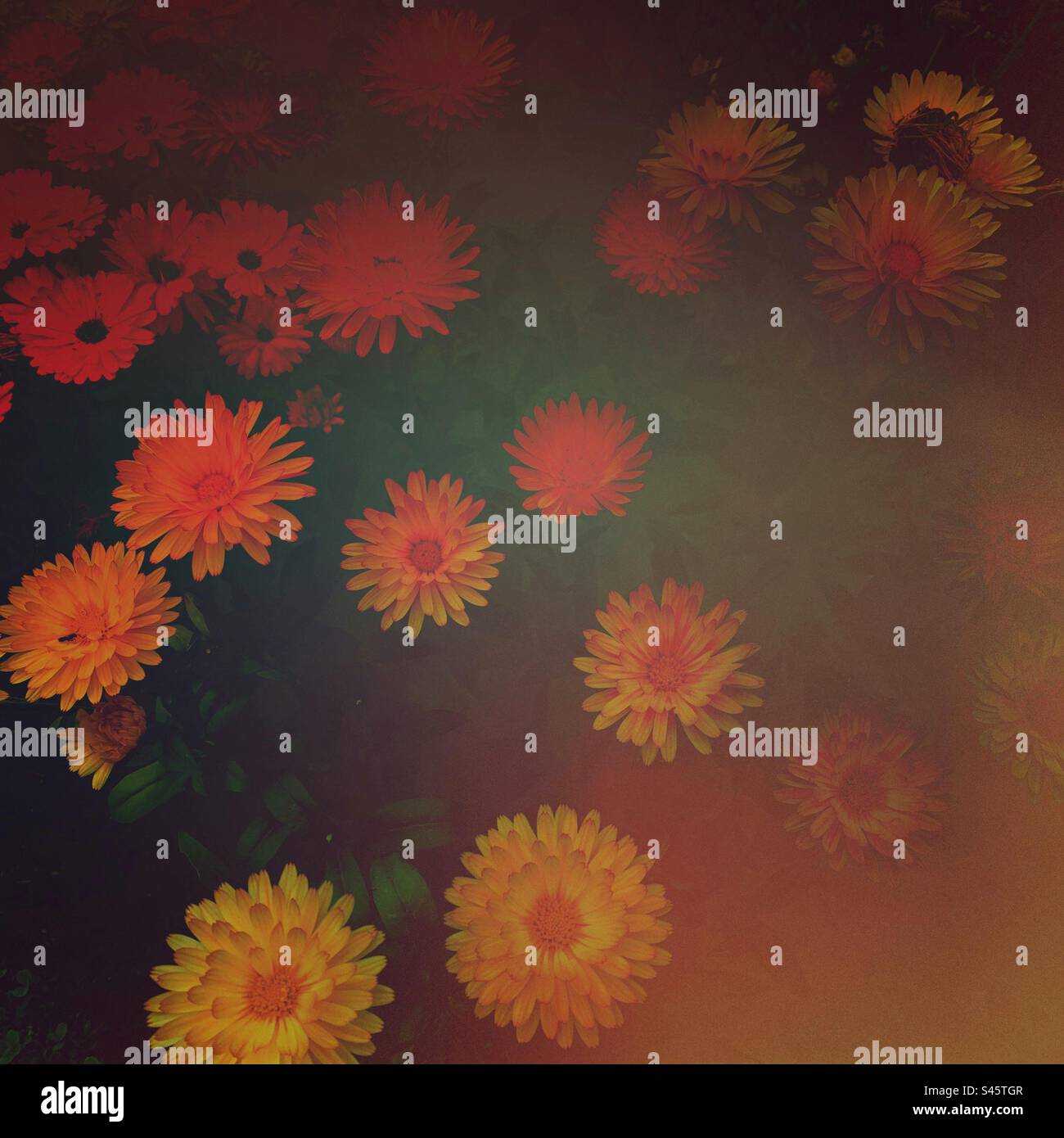 Flower colour abstract background with yellow orange red colours - floral - Smartphone Captured Stock Image