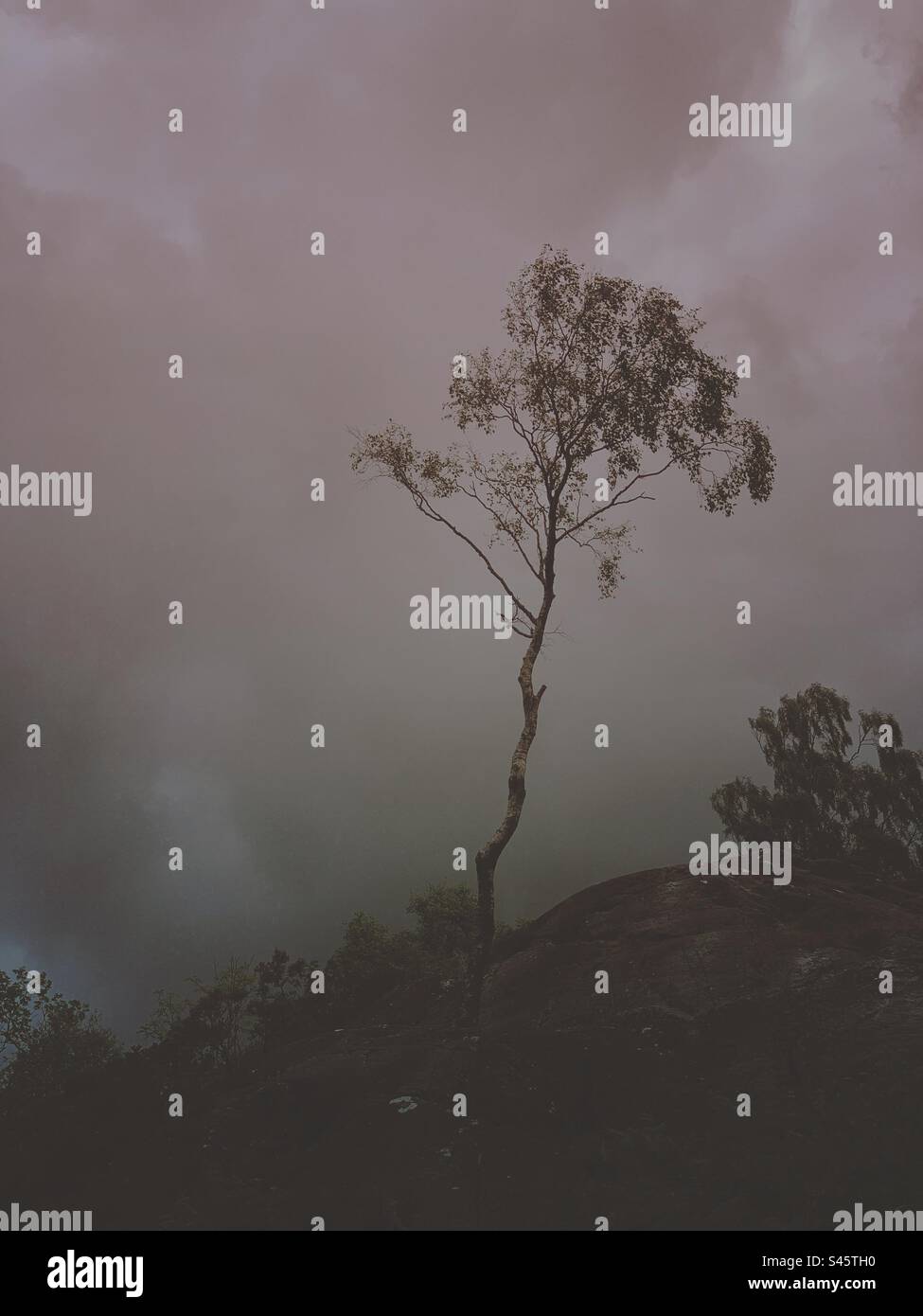 Desolate lone tree and rock gothic landscape Stock Photo