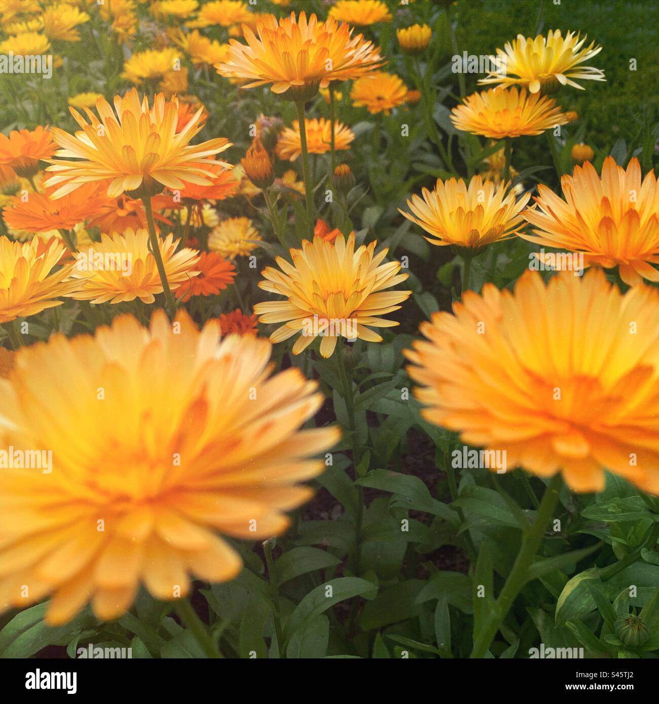 Yellow / orange Marigolds garden flower flora background - Smartphone Captured Stock Image
