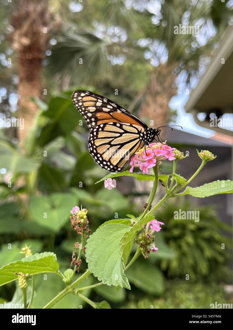 Monarch butterfly on lantana flowers Stock Photo
