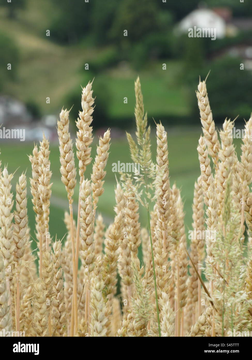 Grain Field! Switzerland! Stock Photo