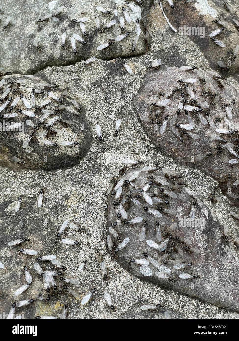 Flying ants emerging on a hot July day, UK. - Smartphone Captured Stock Image